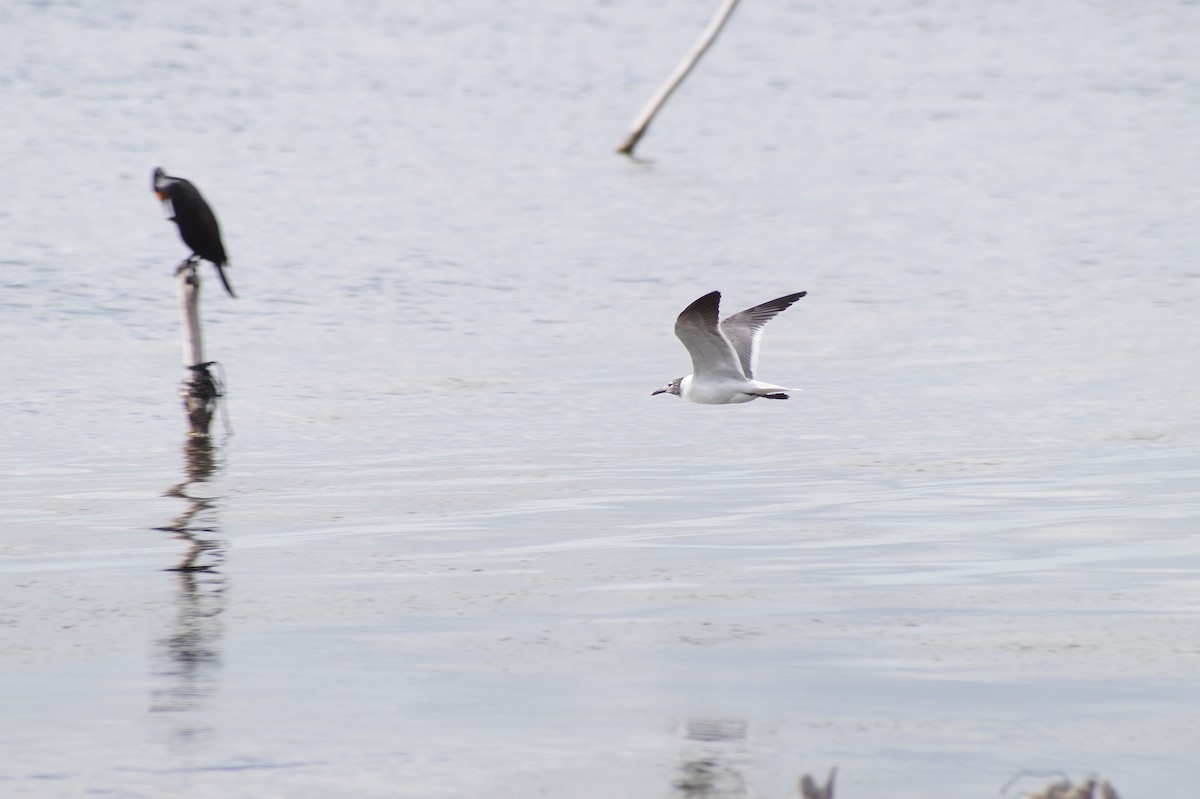 Gaviota Guanaguanare - ML56439911