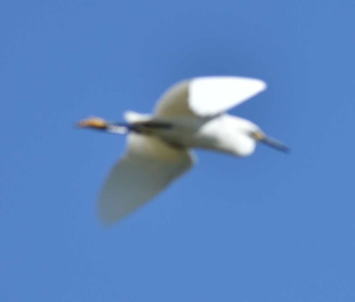 Snowy Egret - ML564402851