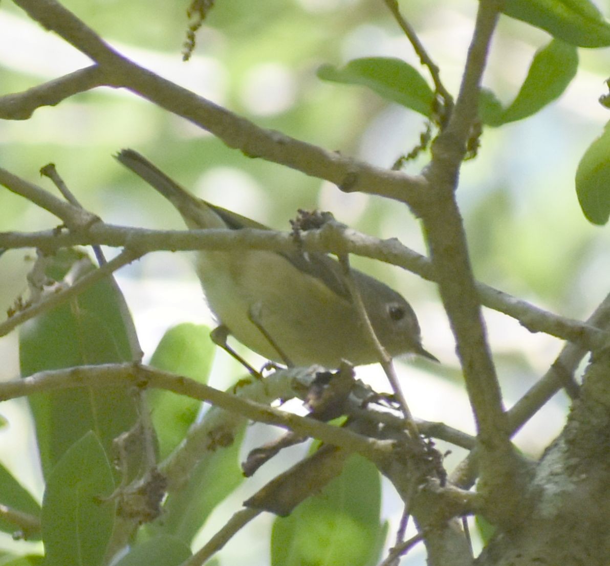 Ruby-crowned Kinglet - ML564403561