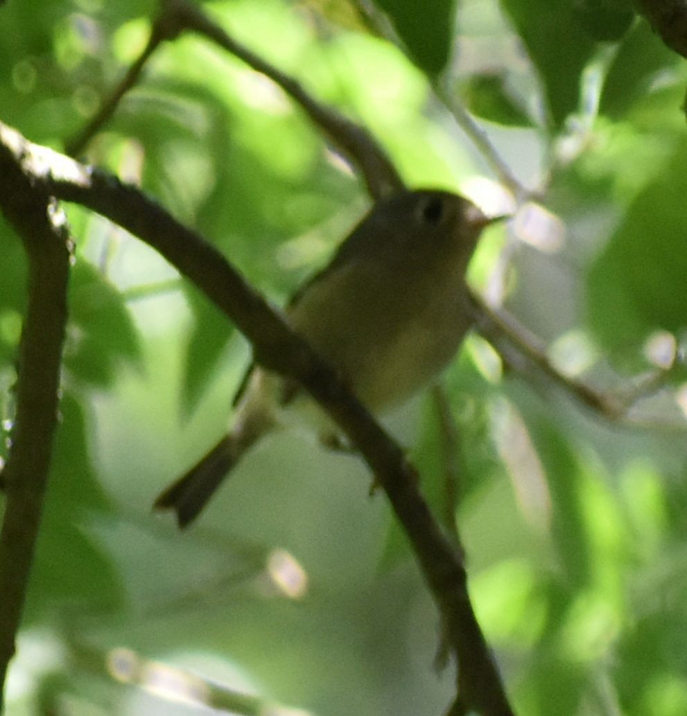 Ruby-crowned Kinglet - ML564403571