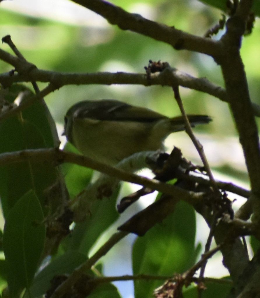 Ruby-crowned Kinglet - ML564403581