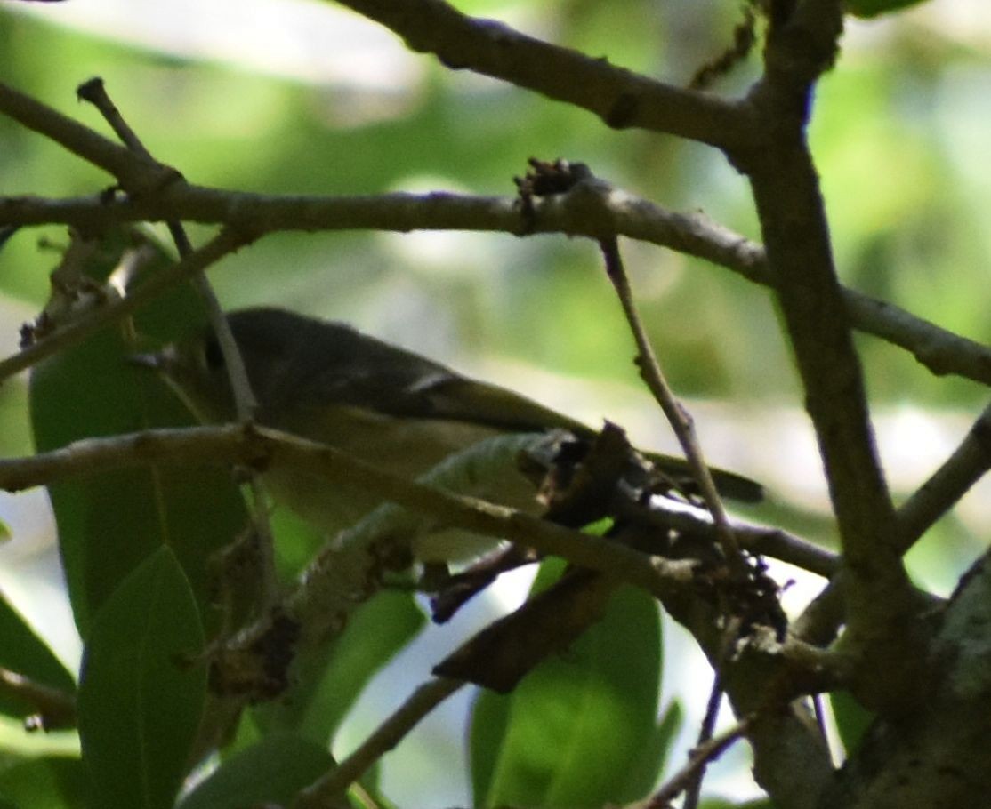 Ruby-crowned Kinglet - ML564403591