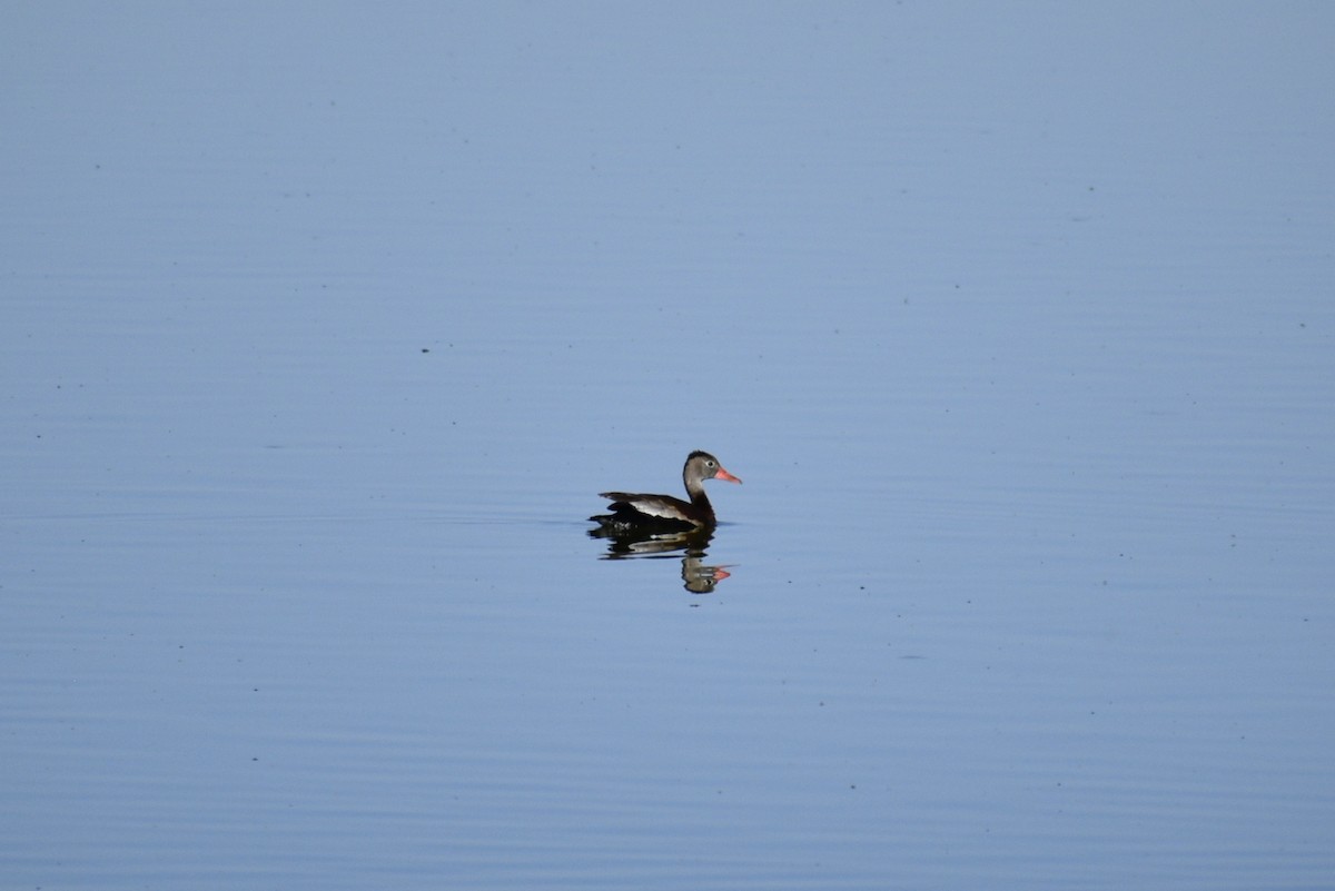 Black-bellied Whistling-Duck - Kavanagh McGeough