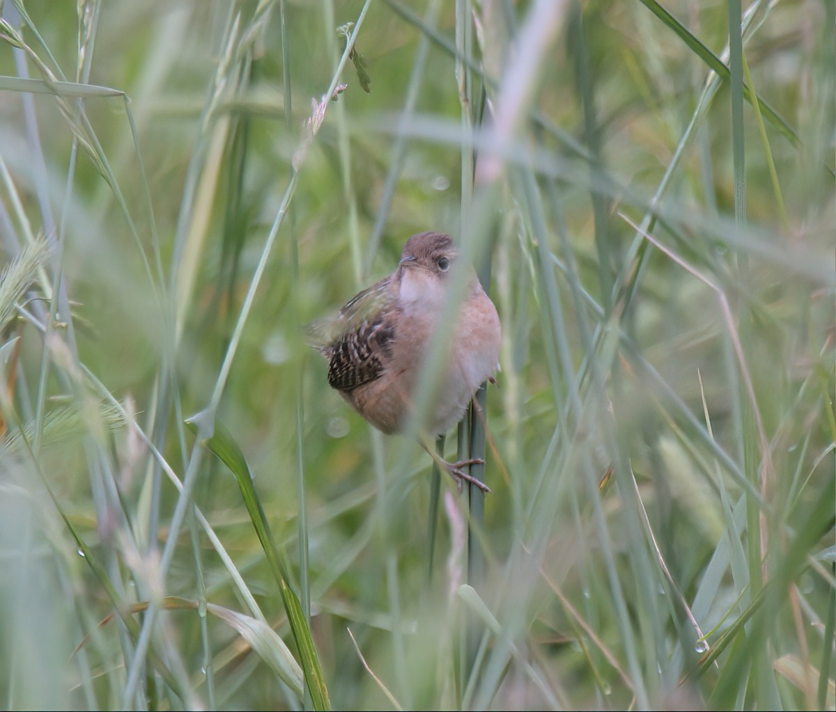 Sedge Wren - ML564404511