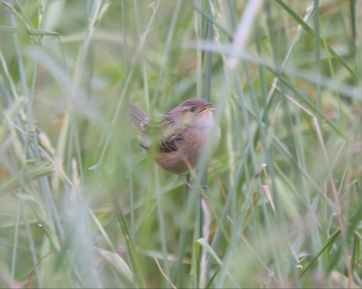 Sedge Wren - ML564404551