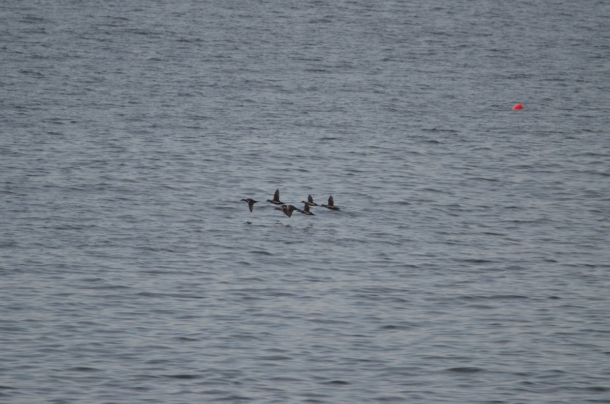 Black Scoter - ML564405941