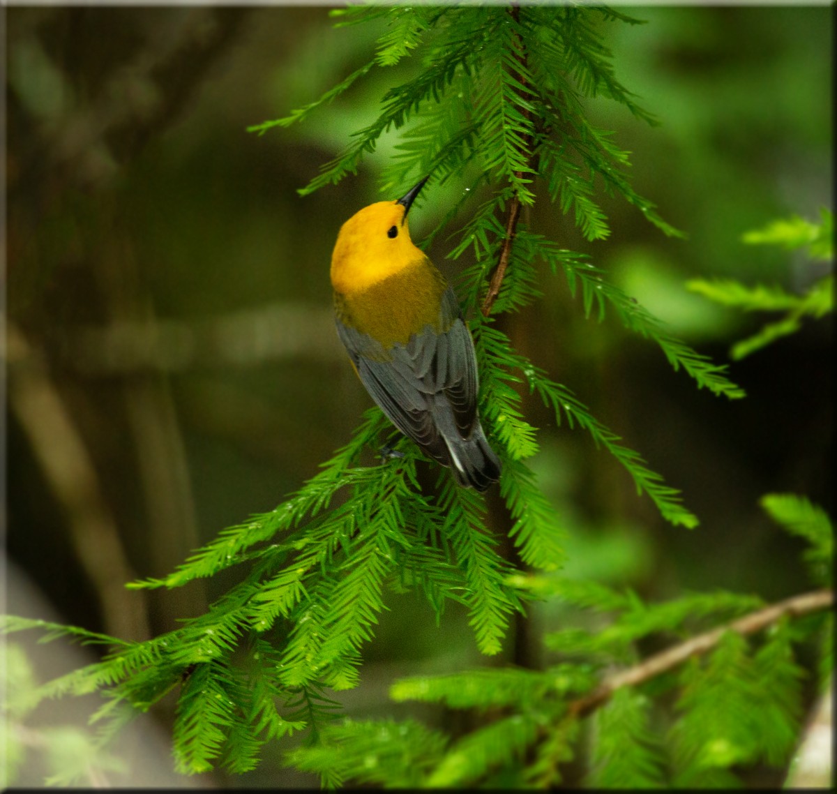 Prothonotary Warbler - ML564406151