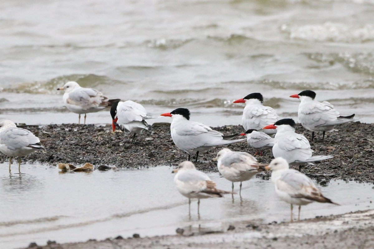 Caspian Tern - ML564406981