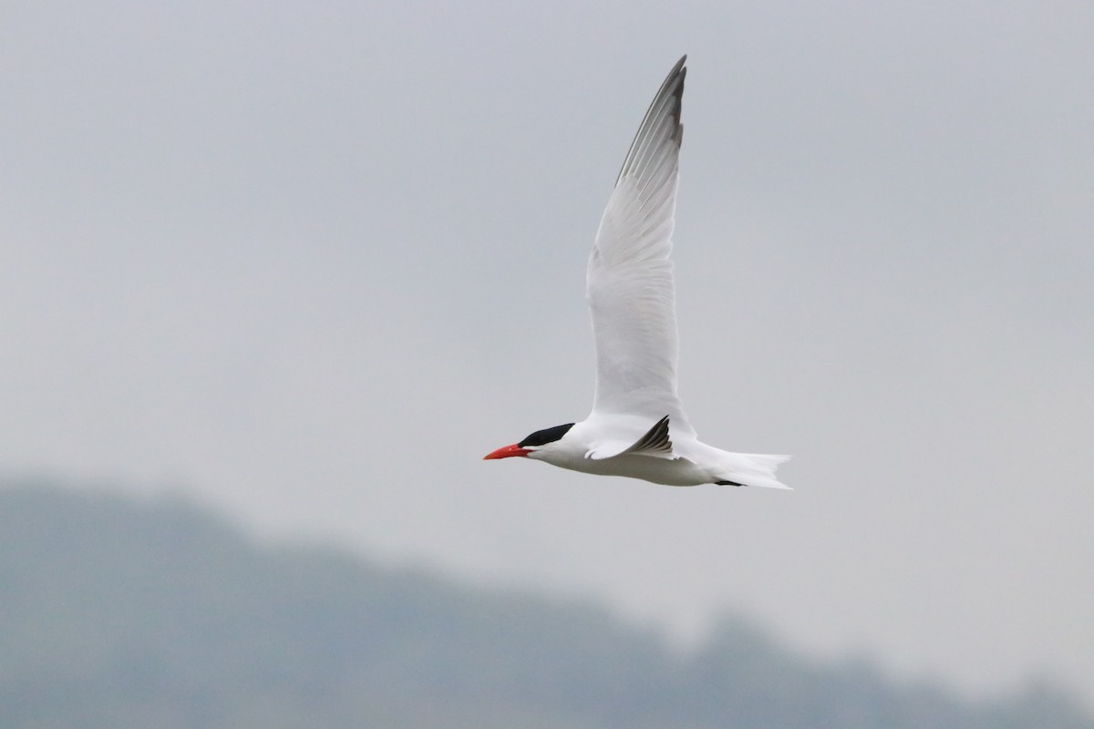 Caspian Tern - ML564407051