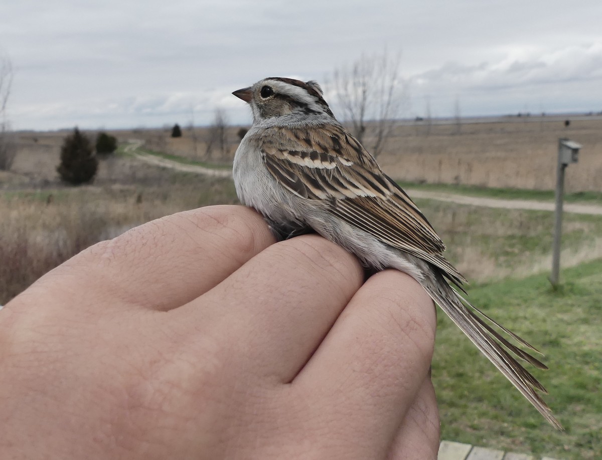 Chipping x Clay-colored Sparrow (hybrid) - ML56440751