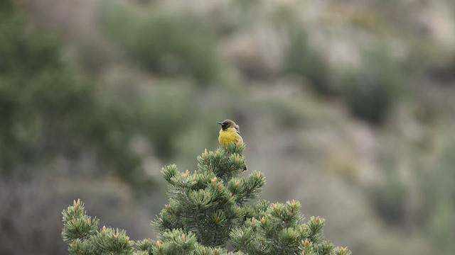 Oriole jaune-verdâtre - ML564408131