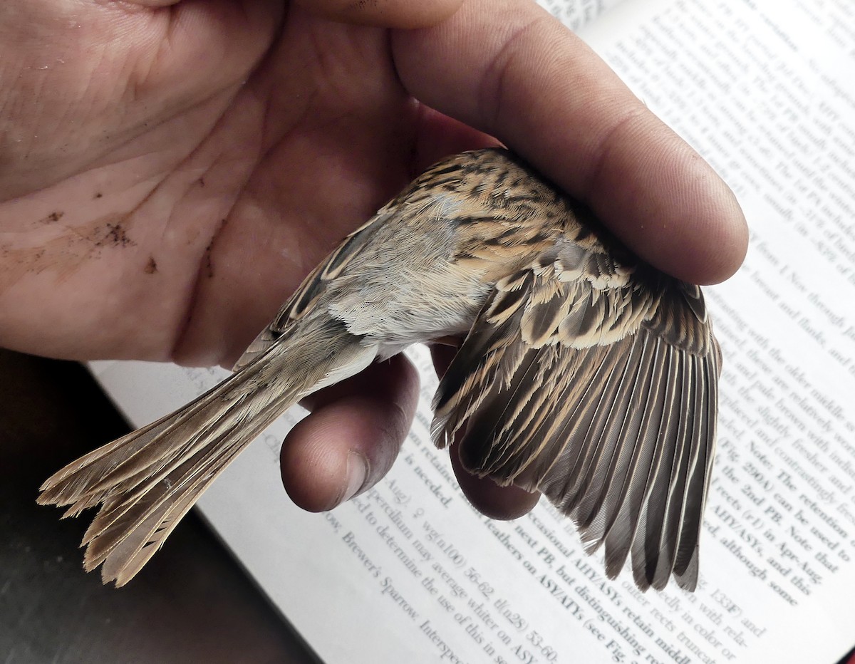 Chipping x Clay-colored Sparrow (hybrid) - ML56440861