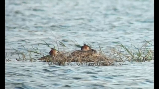 Great Crested Grebe - ML564409911