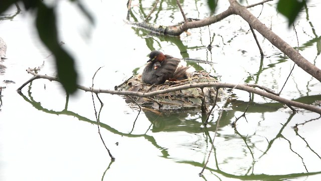 Little Grebe - ML564409921