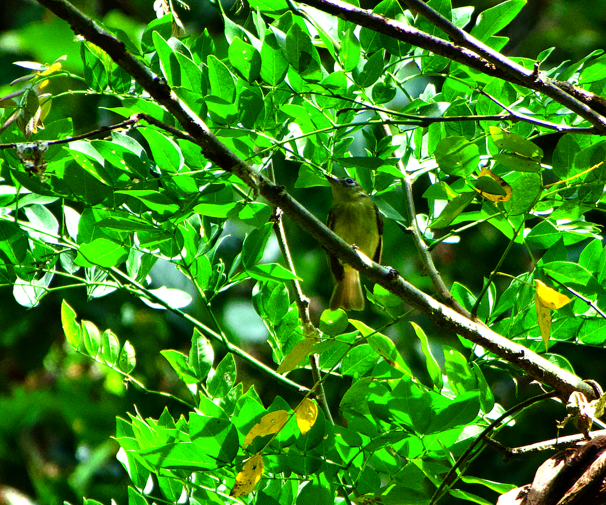 Yeşil-Sarı Yaprak Tiranı - ML564411641
