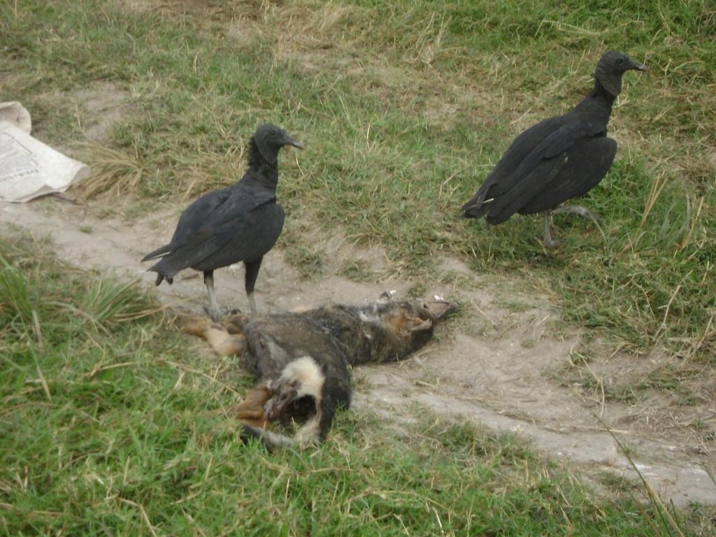 Black Vulture - ML564411921