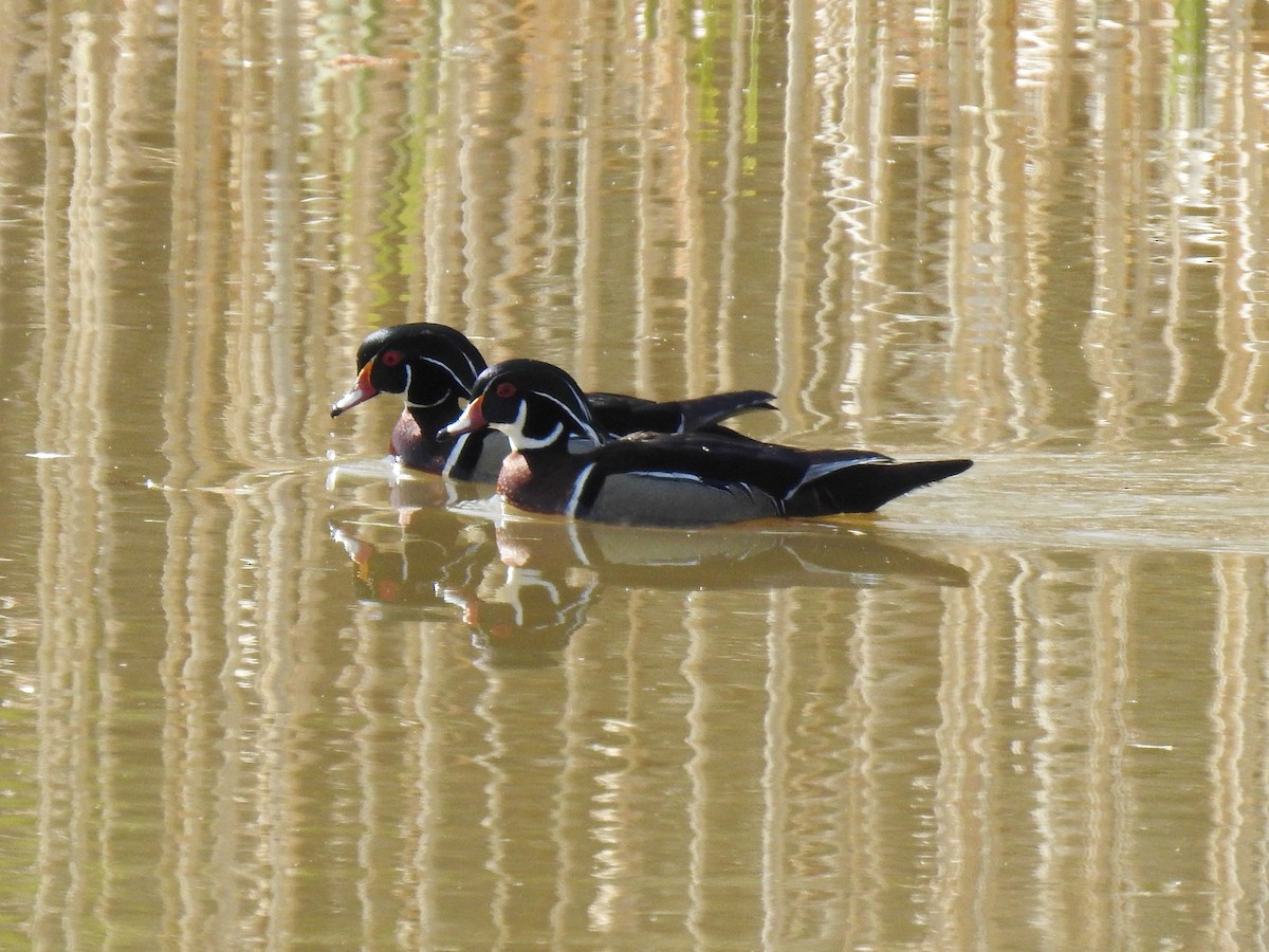 Wood Duck - Steve Mierzykowski