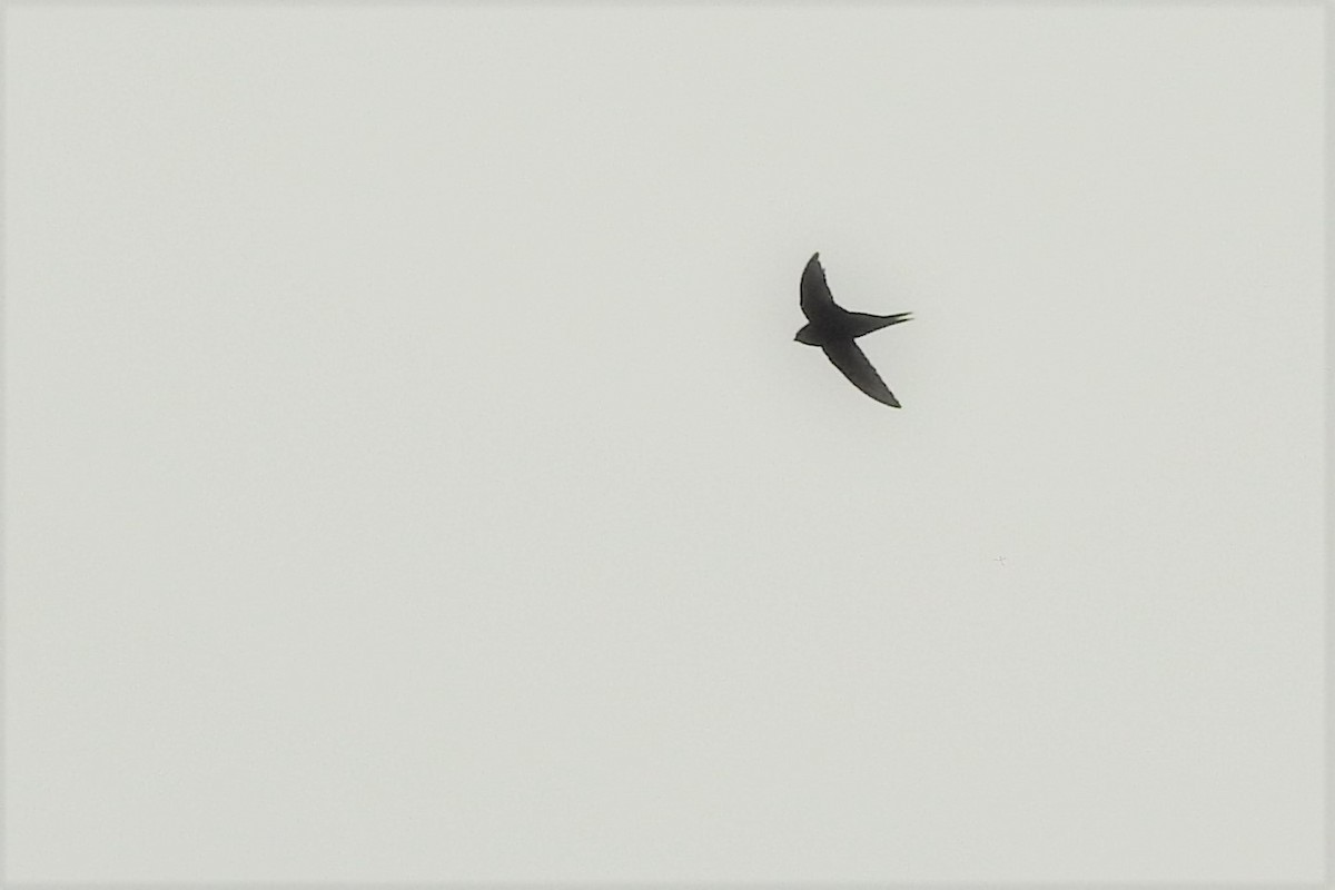 Common Swift - ML564414441