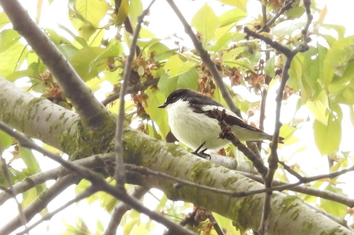 European Pied Flycatcher - ML564414811