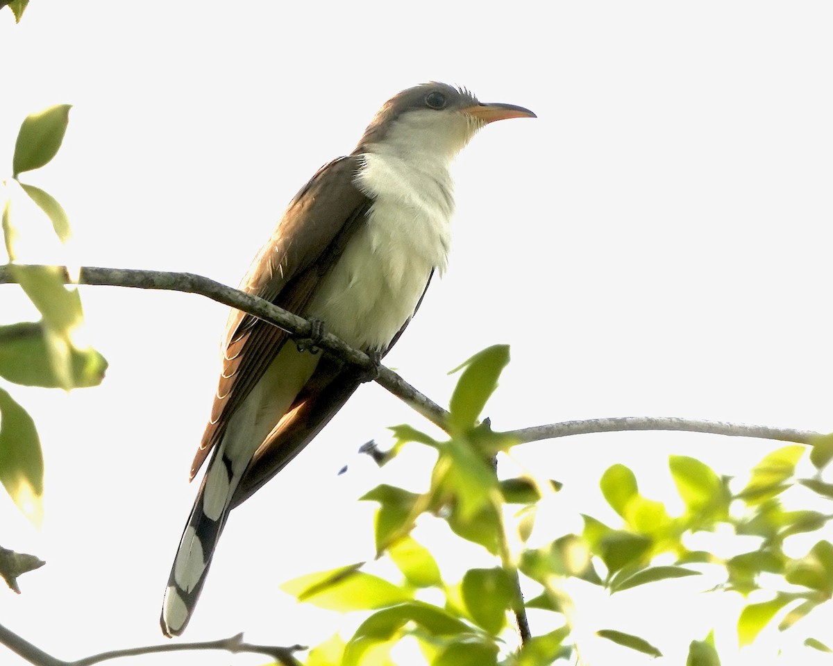 Yellow-billed Cuckoo - Gloria Markiewicz