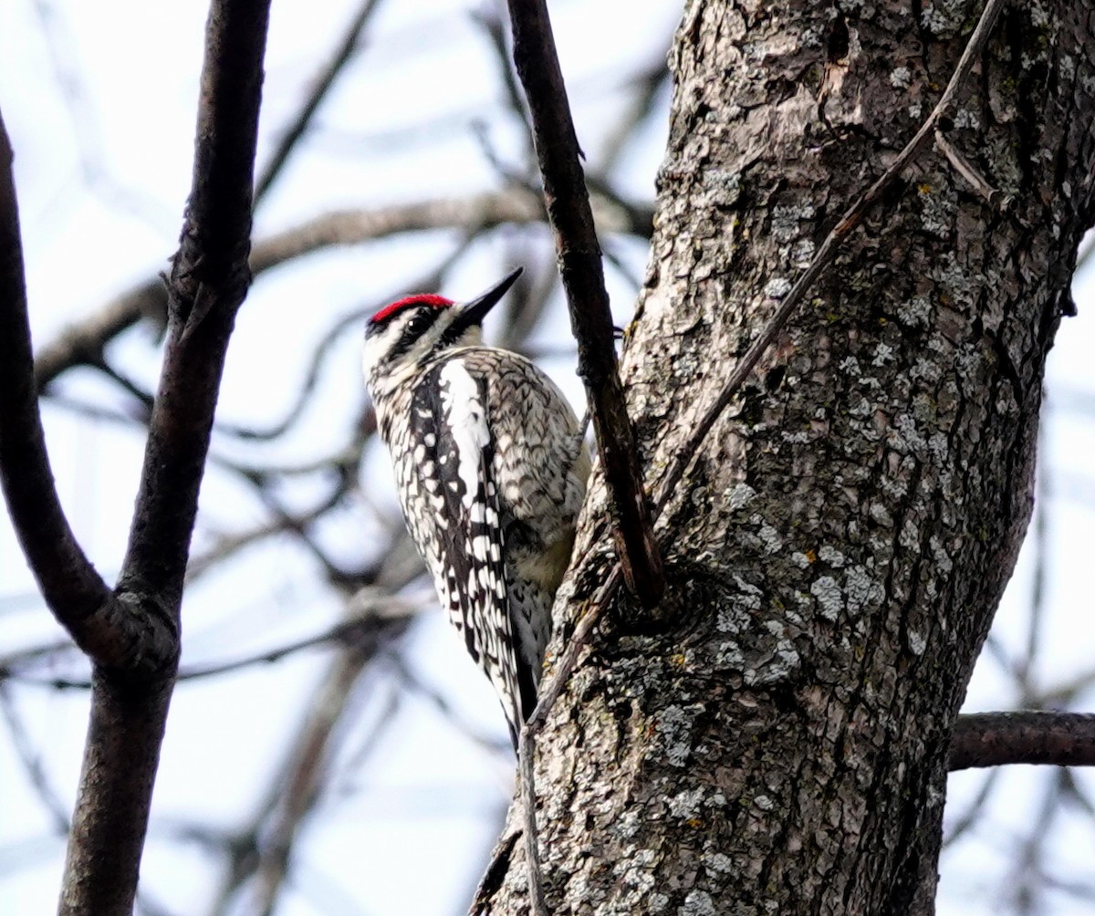 Yellow-bellied Sapsucker - ML564415531