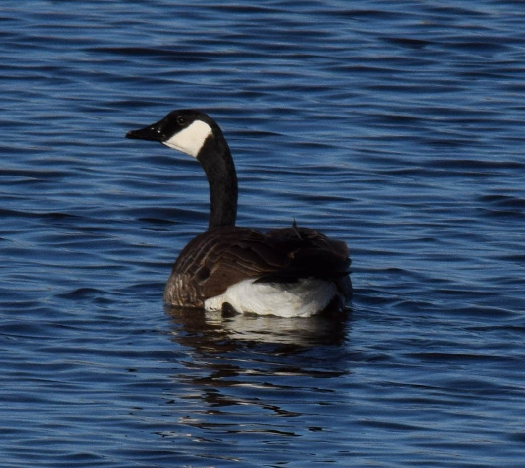 Canada Goose - ML564415901