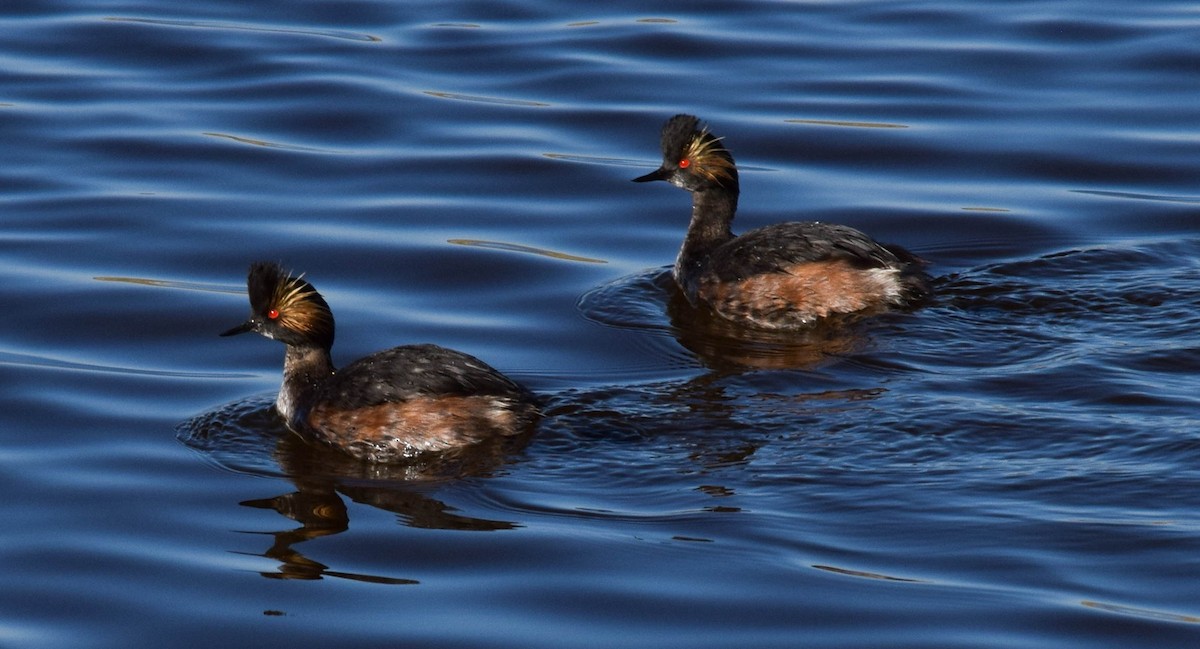 Eared Grebe - ML564415961