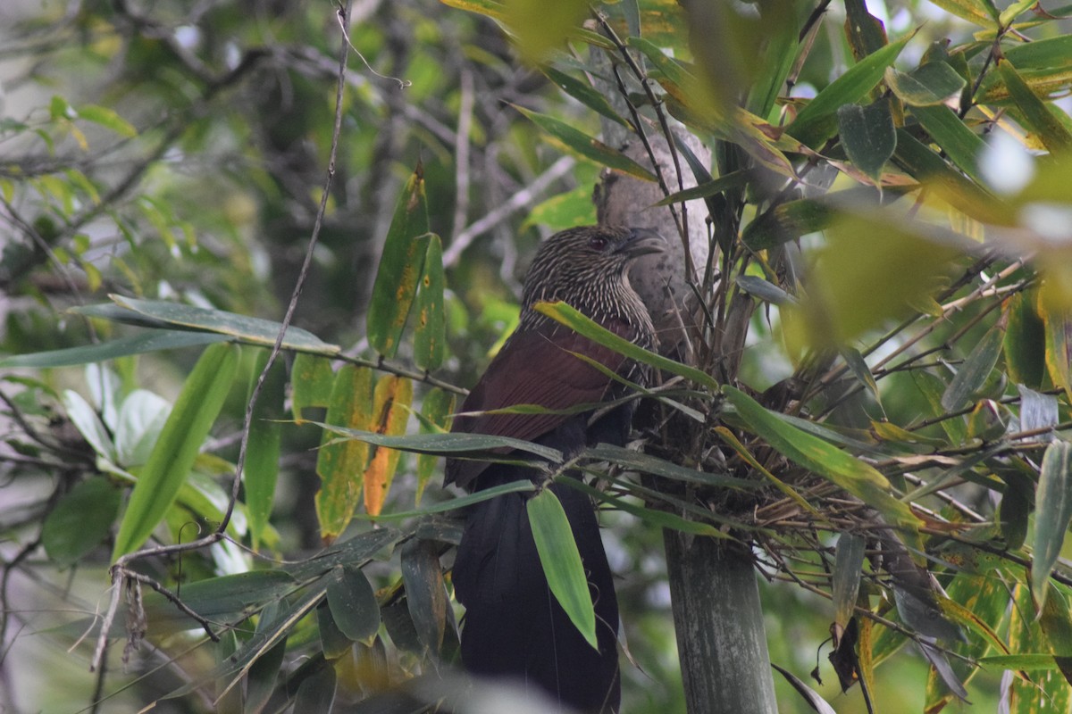 Coucal toulou - ML56441601