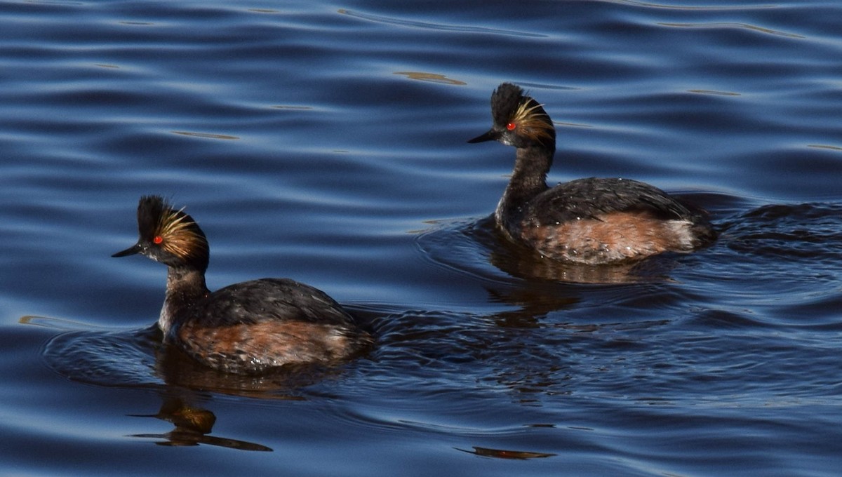 Eared Grebe - ML564416021