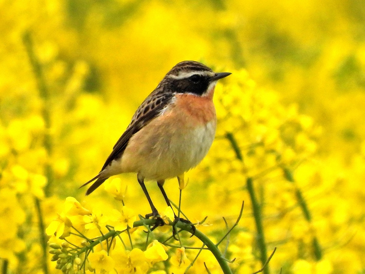 Whinchat - ML564417421