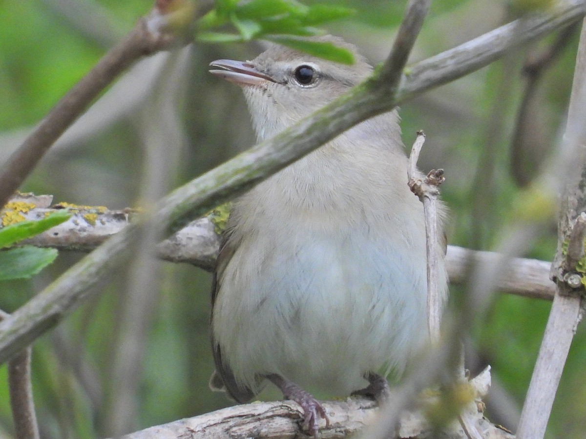 Garden Warbler - ML564417521