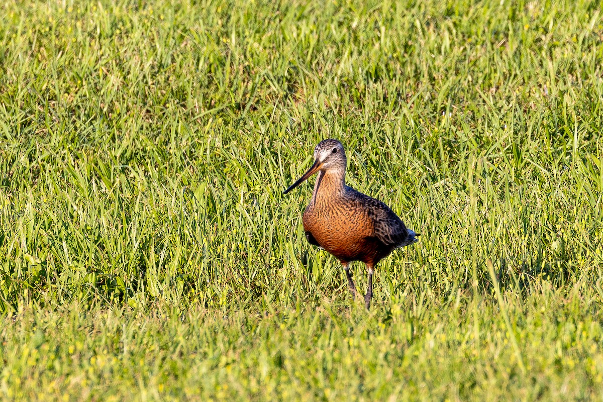 Hudsonian Godwit - ML564417711