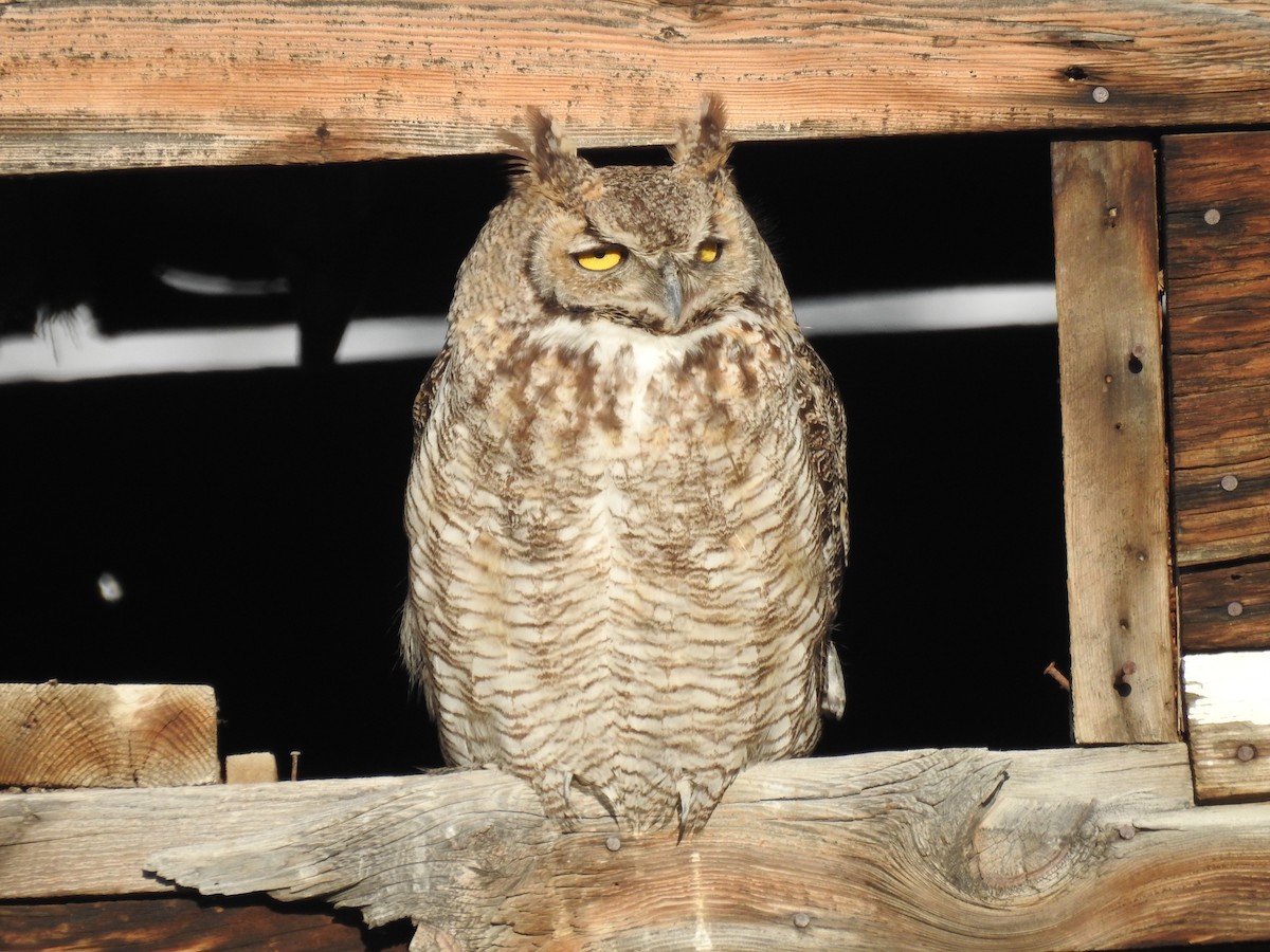 Great Horned Owl - ML564417861
