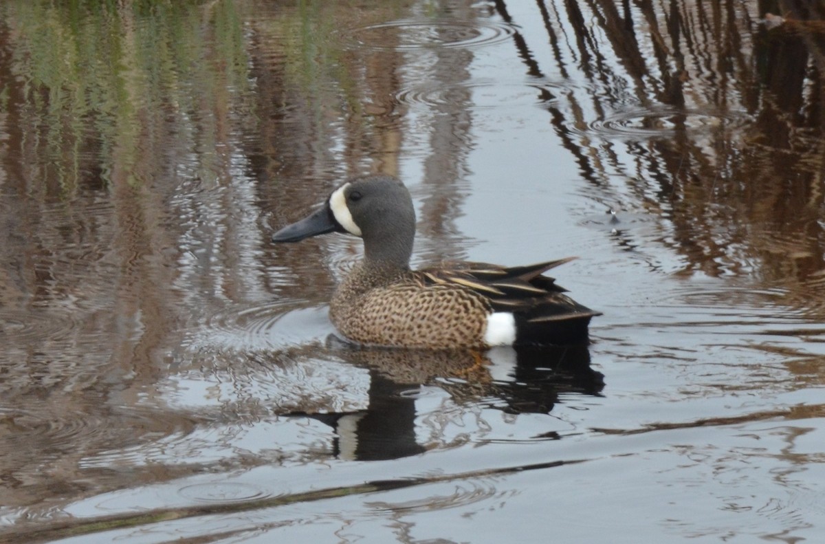Blue-winged Teal - ML564417881