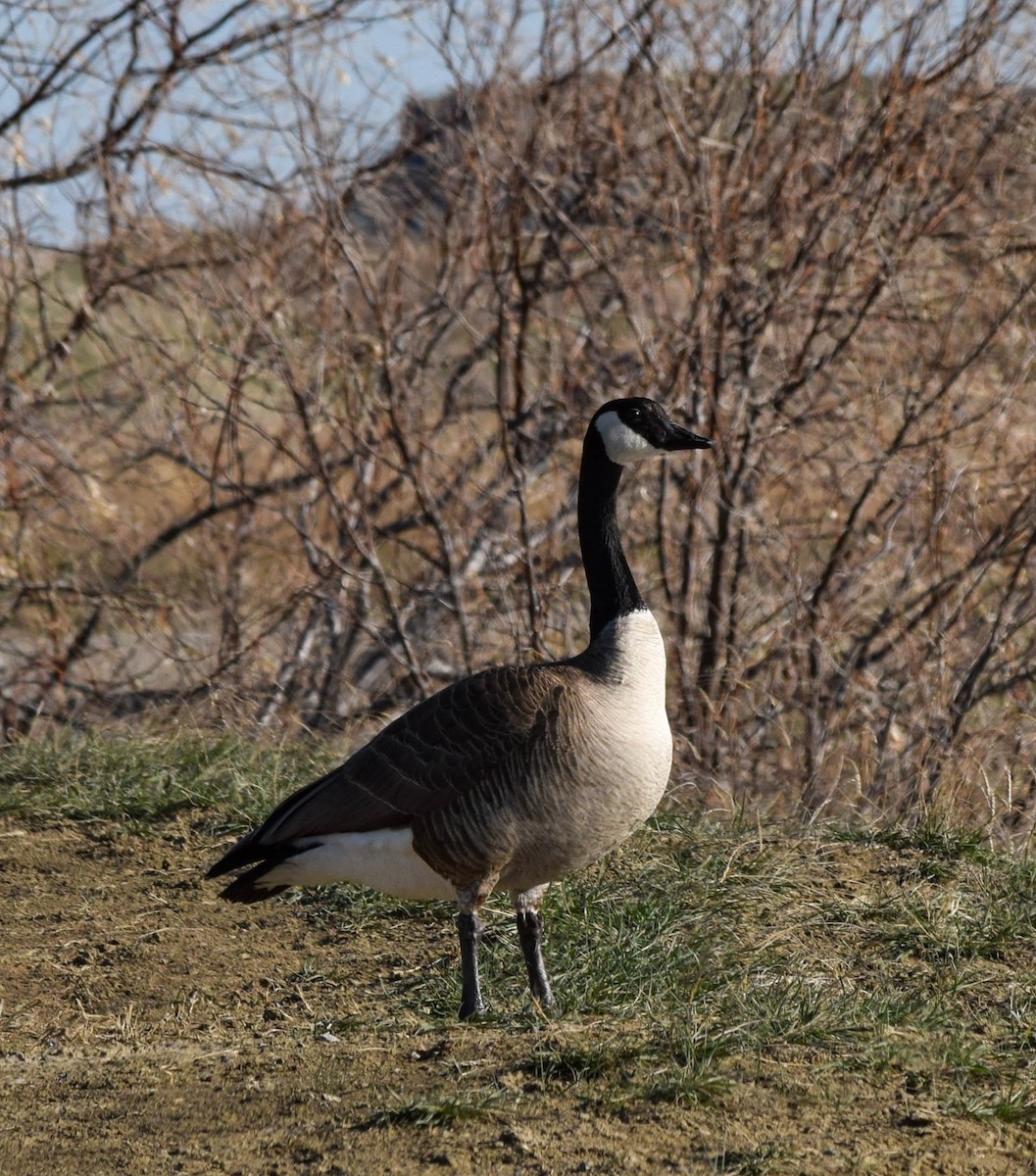 Canada Goose - ML564418051