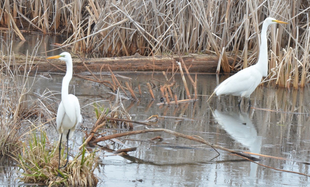 Great Egret - ML564418321