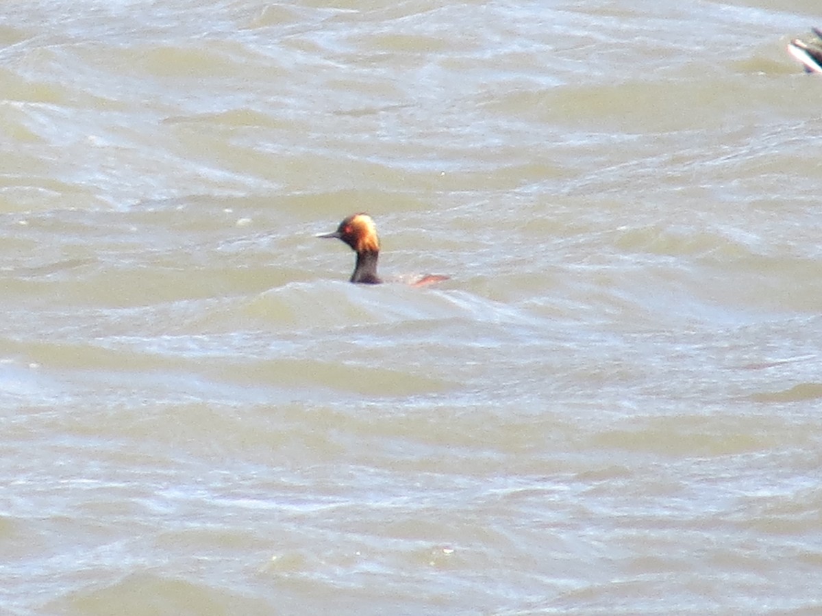 Eared Grebe - ML56441881