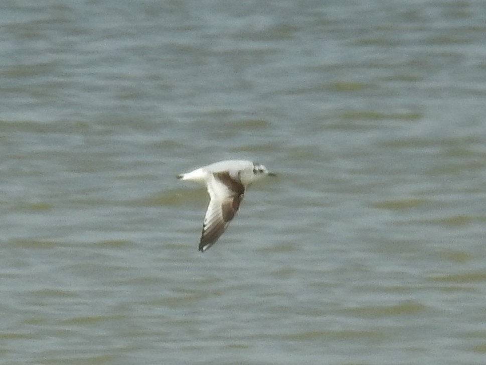 Little Gull - ML564419341