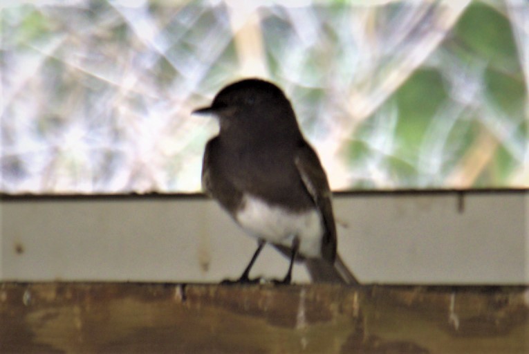 Black Phoebe - ML564419831