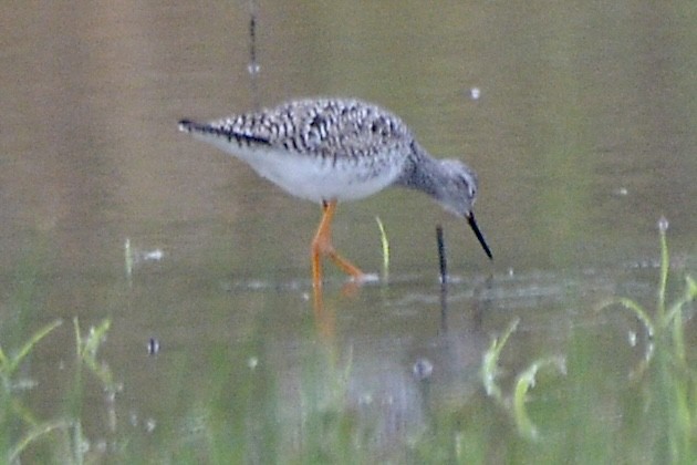 Lesser Yellowlegs - ML564420761