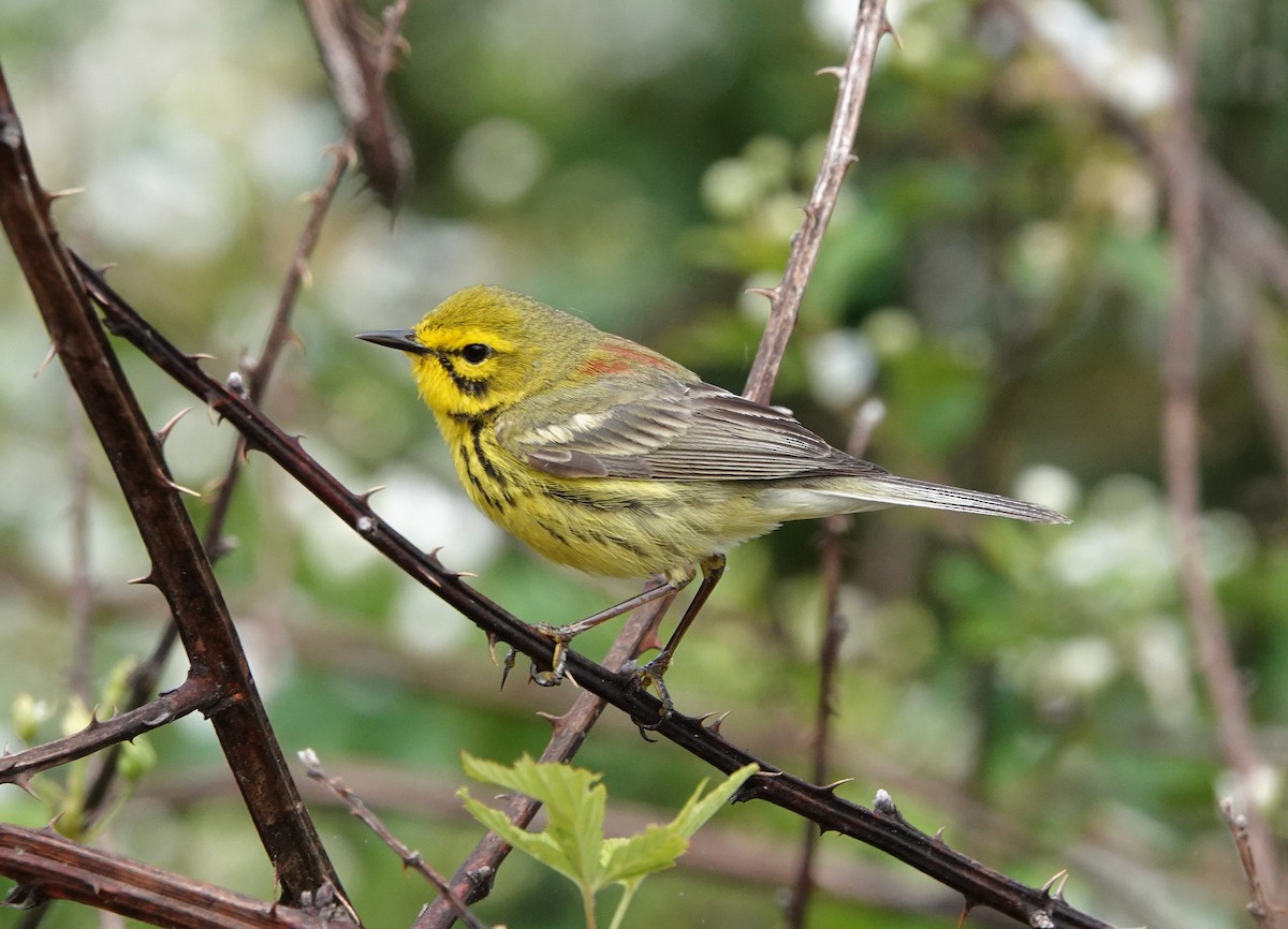 Prairie Warbler - ML564420991