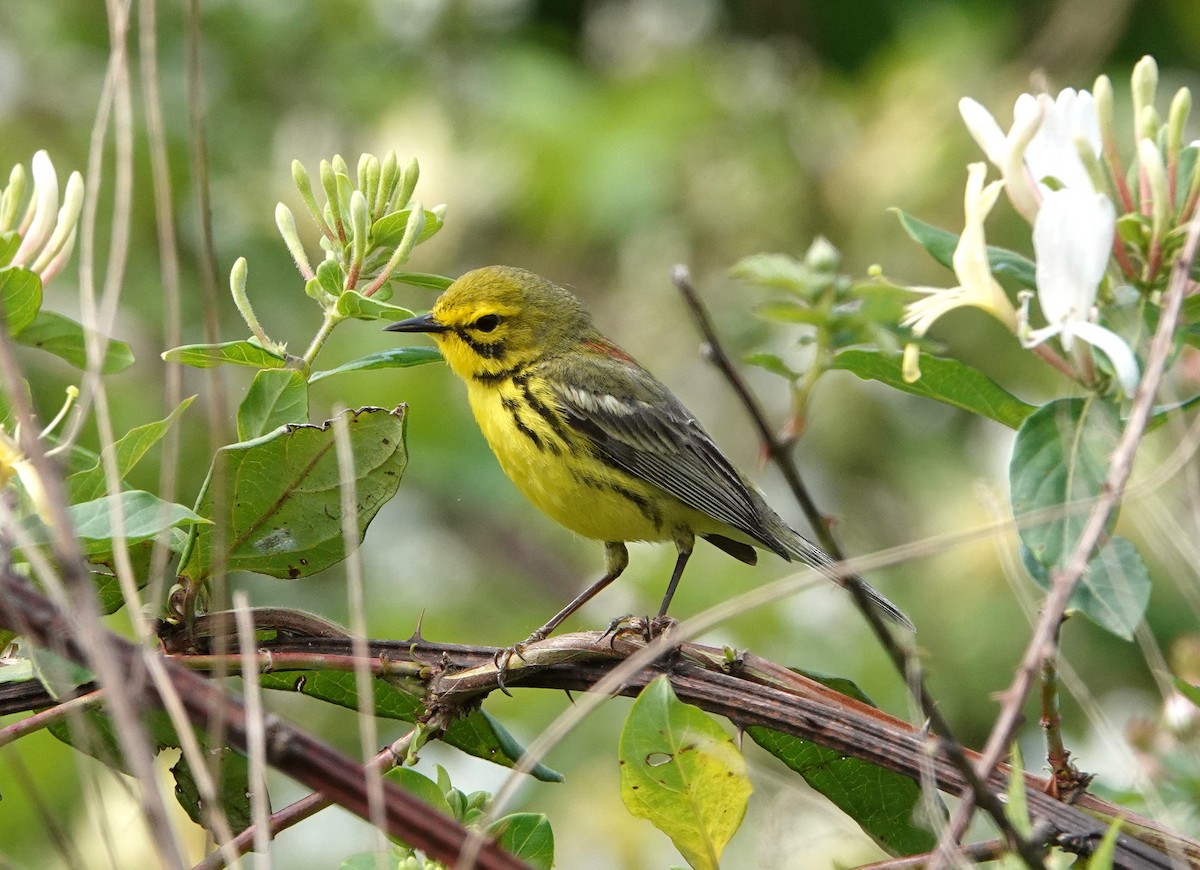 Prairie Warbler - ML564421371