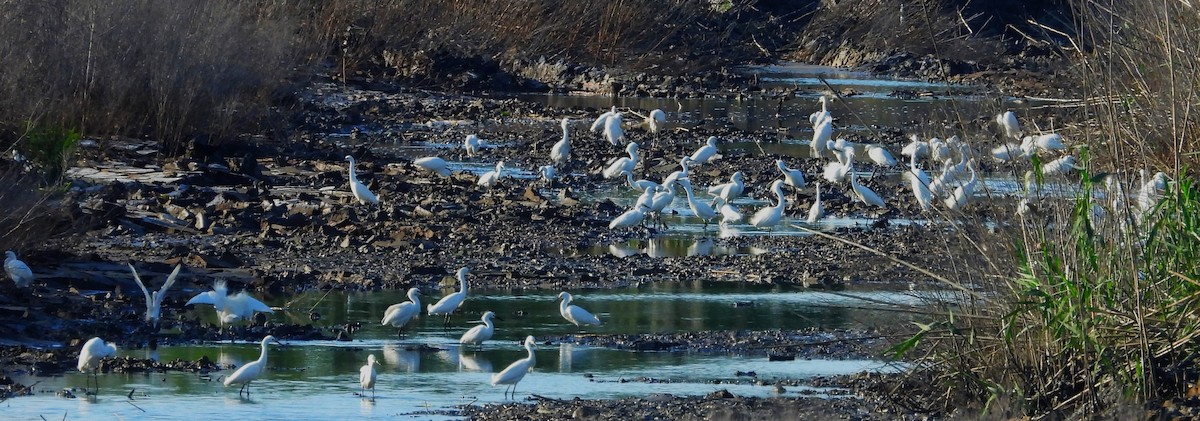 Snowy Egret - ML564423841