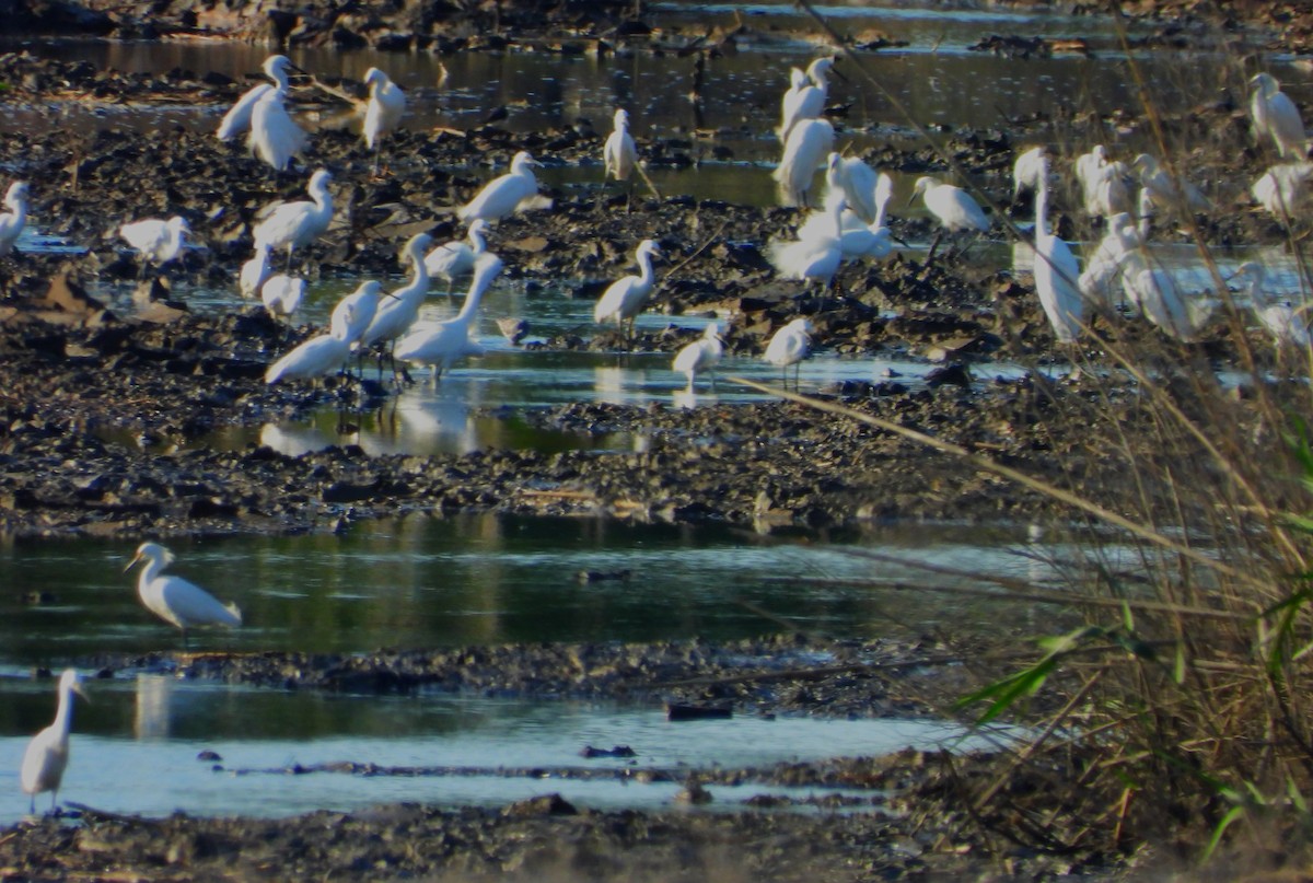 Snowy Egret - ML564423861