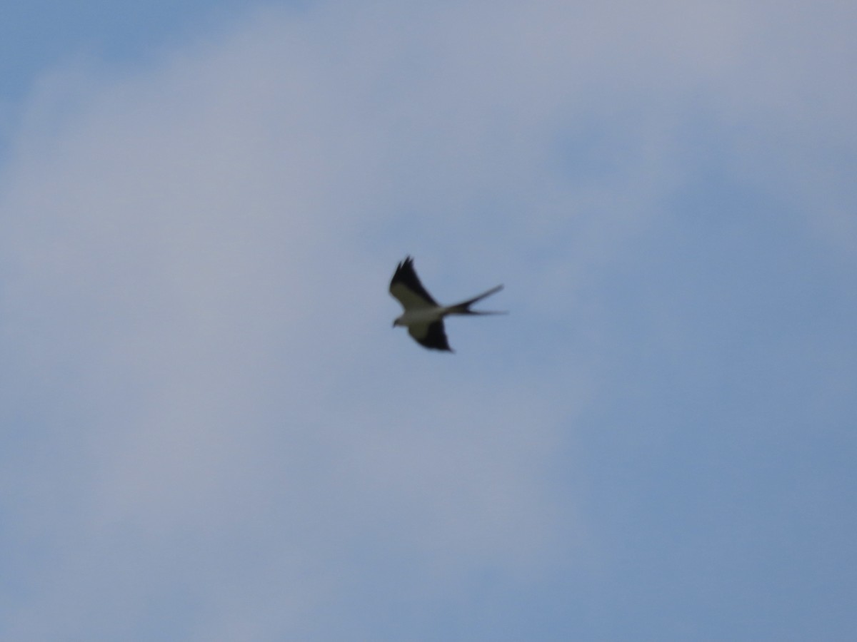 Swallow-tailed Kite - ML564424411