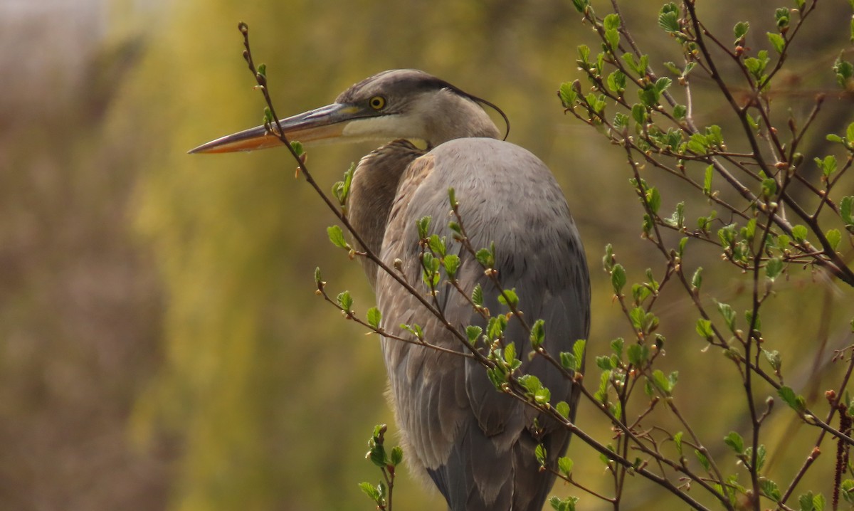 Great Blue Heron - ML564426641