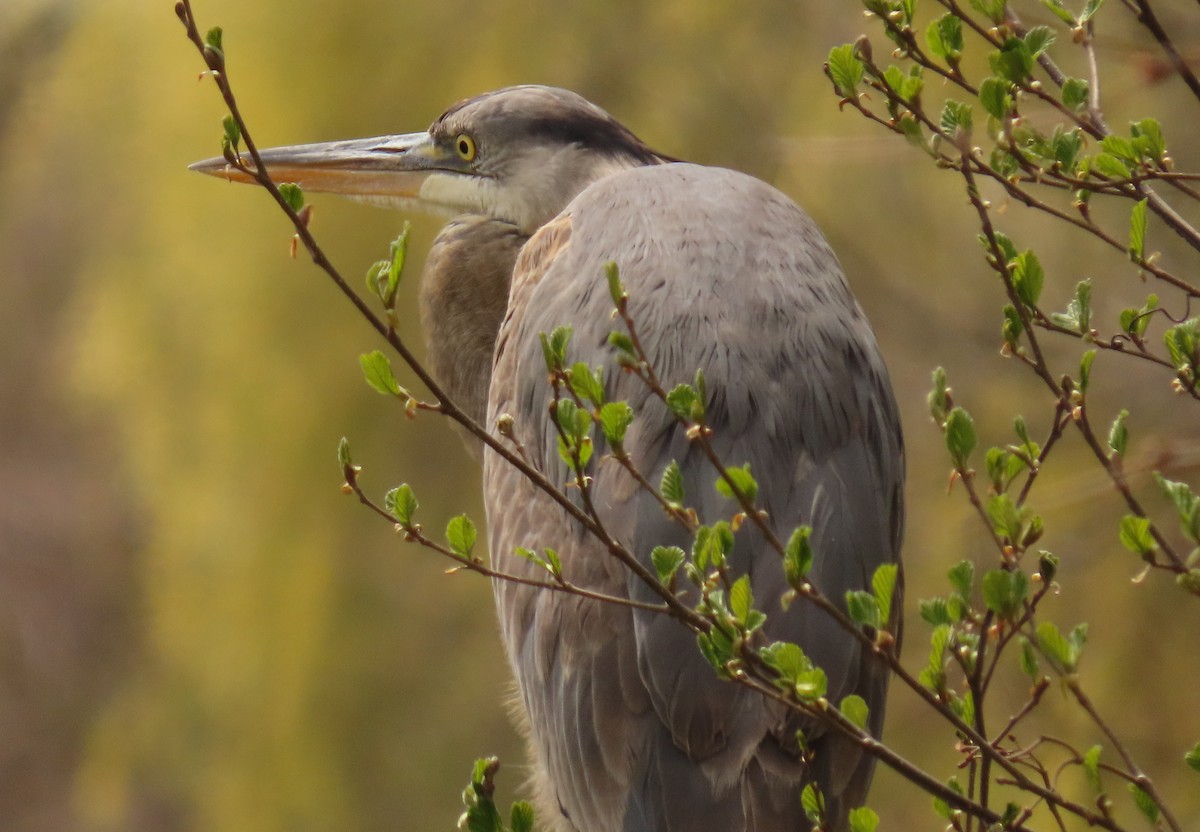 Great Blue Heron - ML564426681