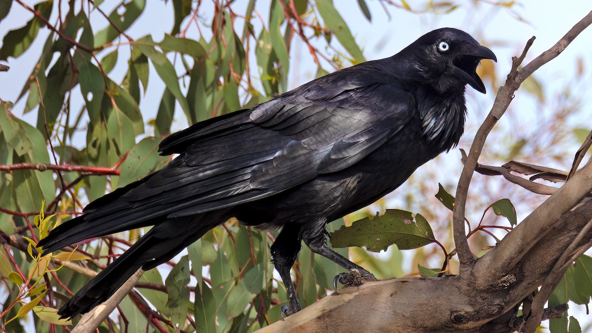 Australian Raven - ML564427051