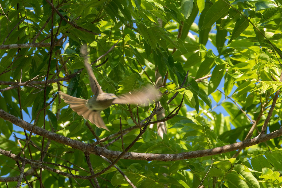 Mindoro Bulbul - ML564427731