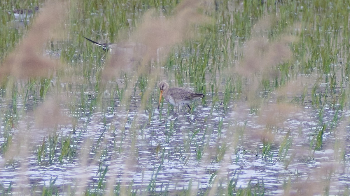 Морин цууцал - ML564428961